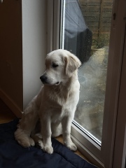 Puppy Survival Thread - as we approach Fireworks night for the first time…