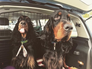 Have just seen the most beautiful Gordon Setter