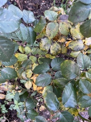 Is this black spot? If so, what should I do?