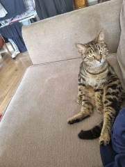 Hundreds of cats, thousands of cats, millions and billions and trillions of cats