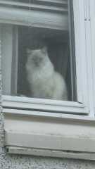 Hundreds of cats, thousands of cats, millions and billions and trillions of cats