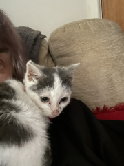 Can we have a cat photo thread ? I’m thinking of getting a cat 