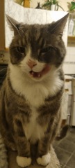 To ask to see your pets? 