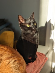 Can I lease just share this handsome boy? (Pure white with one green eye one blue!)