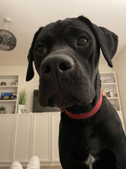 To ask to see your pets? 