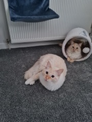Hundreds of cats, thousands of cats, millions and billions and trillions of cats