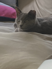 Very happy new kitten slave