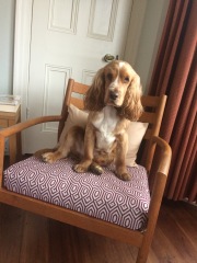 do all show cockers have the personality of a tea towel