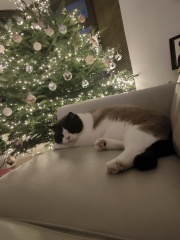 Can we have a cat photo thread ? I’m thinking of getting a cat 