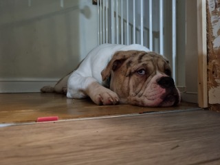 Anyone want to show me a photo of their dog ? 