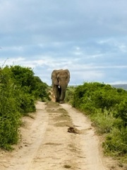 Safari with toddler and baby