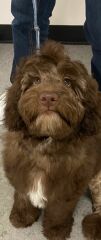 Puppy Survival Thread - as we approach Fireworks night for the first time…