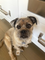 To ask to see your pets? 