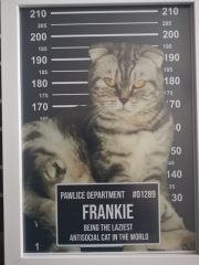 Show off your rescues!