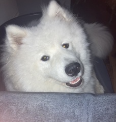 Teen doggie issues - tips please