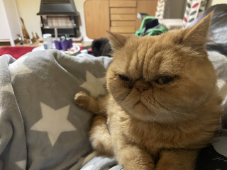 Can we have a cat photo thread ? I’m thinking of getting a cat 