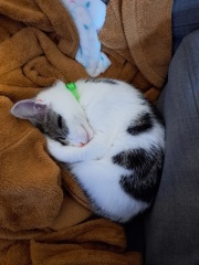 A slight update regarding Peppa the kitten