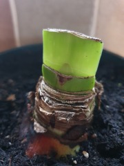 Who'd like an Amaryllis (Hippeastrum) thread?