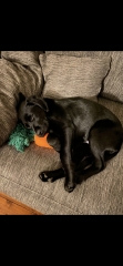 Puppy Survival Thread - as we approach Fireworks night for the first time…