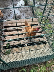 Stinky, horrible, waterlogged chicken run - advice / opinions please