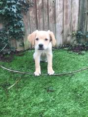 To ask to see your pets? 