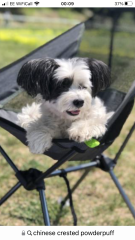 Small calm dog breeds