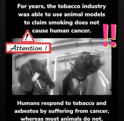 MBR ACRES - evil beagle breeders