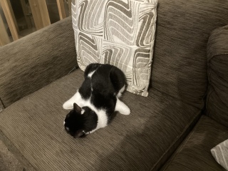 To ask to see your pets? 