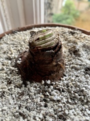 Who'd like an Amaryllis (Hippeastrum) thread?