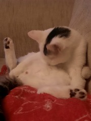 Can we have a cat photo thread ? I’m thinking of getting a cat 