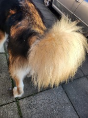 How much does your dog shed? I can't figure out how mine isn't bald by now.