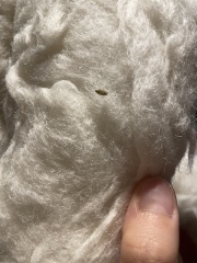 Were these bed bugs?! 