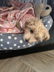 Small calm dog breeds