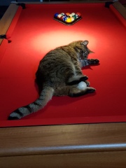 Hundreds of cats, thousands of cats, millions and billions and trillions of cats