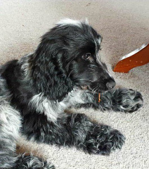 Are show cocker spaniels nice natured?