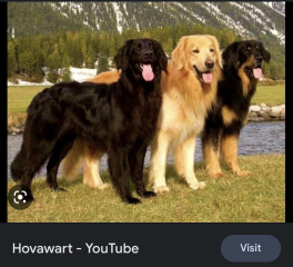Can anybody tell me the breed of this dog?