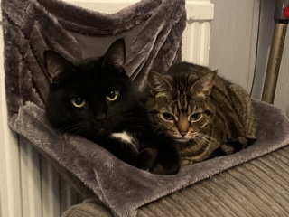 To ask to see your pets? 