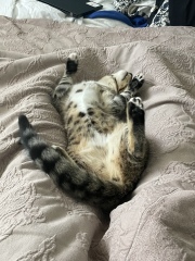 Can we have a cat photo thread ? I’m thinking of getting a cat 