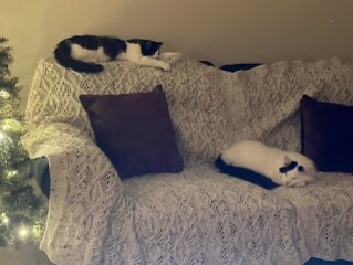I appear to have cats