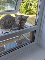 My cat is bullying other cats in the village