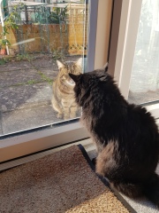 Thug cat part 4.  After all, it's not my Axminster.