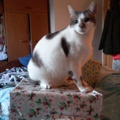 Can we have a cat photo thread ? I’m thinking of getting a cat 