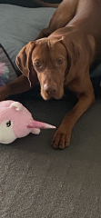 Anyone want to show me a photo of their dog ? 