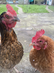 To ask to see your pets? 