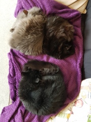 Hundreds of cats, thousands of cats, millions and billions and trillions of cats