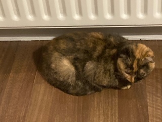 I appear to have cats