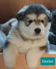 Anyone want to show me a photo of their dog ? 