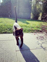 Can we have a cat photo thread ? I’m thinking of getting a cat 