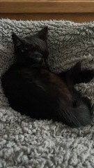 Can we have a cat photo thread ? I’m thinking of getting a cat 