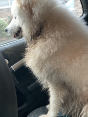 Anyone want to show me a photo of their dog ? 